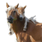 horse with foal bp - bezmaksas png animēts GIF