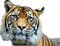 tigre - GIF animado gratis GIF animado
