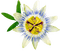 passiflora - png gratis GIF animado