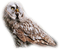 Tournesol94 oiseau - PNG gratuit GIF animé