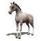 aze cheval s34 blanc White - Бесплатный анимированный гифка анимированный гифка