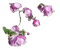 Flower Anemone - ingyenes png animált GIF
