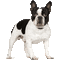 boston terrier - 無料のアニメーション GIF アニメーションGIF