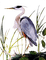 cecily-oiseau - PNG gratuit GIF animé