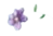 fiore viola bimbo - png gratis GIF animado