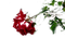 fleur de hiver givre flower winter - PNG gratuit GIF animé