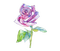 rose violette.Cheyenne63