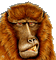 animal ape gif affee face - GIF animate gratis GIF animata