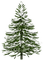 Winter.Tree.Green.White - PNG gratuit GIF animé