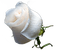 ruža - ilmainen png animoitu GIF