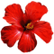 kikkapink deco scrap red flower - PNG gratuit GIF animé