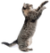 Tiere - 免费PNG 动画 GIF