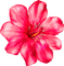 Цветок - besplatni png animirani GIF
