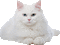 cat chat katze animal blanc