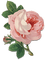 soave deco flowers rose branch vintage pink green - 免费PNG 动画 GIF