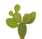 kikkapink cactus plant - png grátis Gif Animado