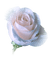 Tube Rose - PNG gratuit GIF animé