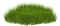 grass-erba-gräs-minou52