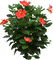 planta - ingyenes png animált GIF