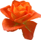 flowers autumn flower vintage kikkapink rose - бесплатно png анимированный гифка