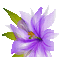 flower - Δωρεάν κινούμενο GIF κινούμενο GIF