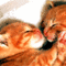 cats bp - Бесплатный анимированный гифка анимированный гифка