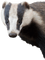 badger bp - бесплатно png анимированный гифка