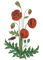 vintage poppies - Darmowy animowany GIF