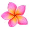 Pink Plumeria - png gratis GIF animasi