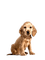 Chien - 無料png アニメーションGIF