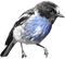 Bird Pájaro Oiseau Vogel - PNG gratuit GIF animé