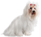 Tournesol94 chien - png gratuito GIF animata