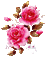 pink roses,  rosas - GIF animé gratuit