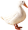 Kaz_Creations Duck - бесплатно png анимированный гифка