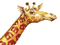 Giraffe bp - Animovaný GIF zadarmo animovaný GIF