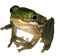 polite tiny frog - ingyenes png animált GIF