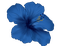 niebieski hibiskus - nemokama png animuotas GIF