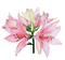 fleur-flower_fleurs-tube-lis-lily-decoration-pink-rose-image_Blue DREAM 70