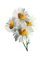 wild flowers  daisies sunshine3 - ücretsiz png animasyonlu GIF