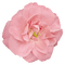 Kaz_Creations Pink Deco Flower Colours