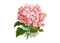 flowers katrin - png gratis GIF animado