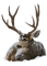 cerf - Free PNG Animated GIF