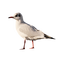 gull katrin - 免费PNG 动画 GIF