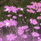Pink Flowers Background - Ücretsiz animasyonlu GIF animasyonlu GIF