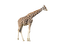 Kaz_Creations Giraffe - besplatni png animirani GIF