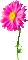 Animated.Flower.Pink - By KittyKatLuv65