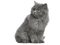 cat katrin - zadarmo png animovaný GIF