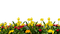 Jardín de flores y plantas - PNG gratuit GIF animé