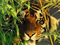 tigre - ilmainen png animoitu GIF