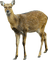 Kaz_Creations Deer - gratis png animerad GIF